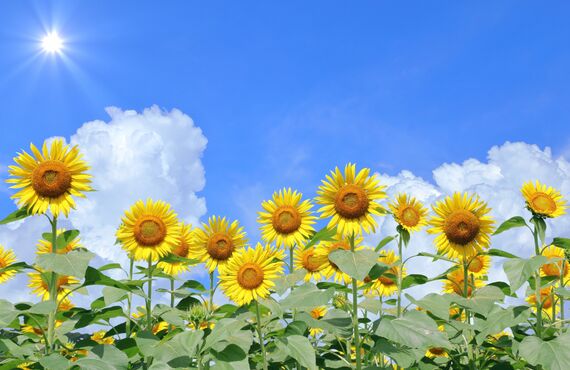 夏季休業のお知らせ｜世田谷で実績多数の二子玉川司法書士事務所